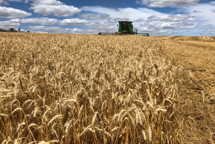 Mercado de trigo inicia 2026 com ritmo lento e preços pressionados