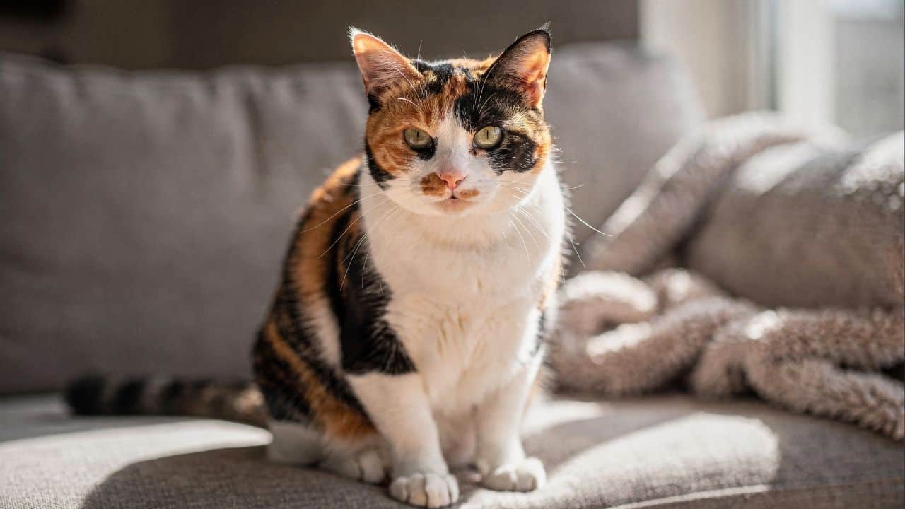 A ciência revela se a cor do pelo do gato realmente muda o jeito dele agir