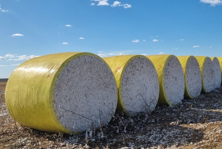 Brasil caminha para safra recorde de algodão e amplia presença nas exportações globais