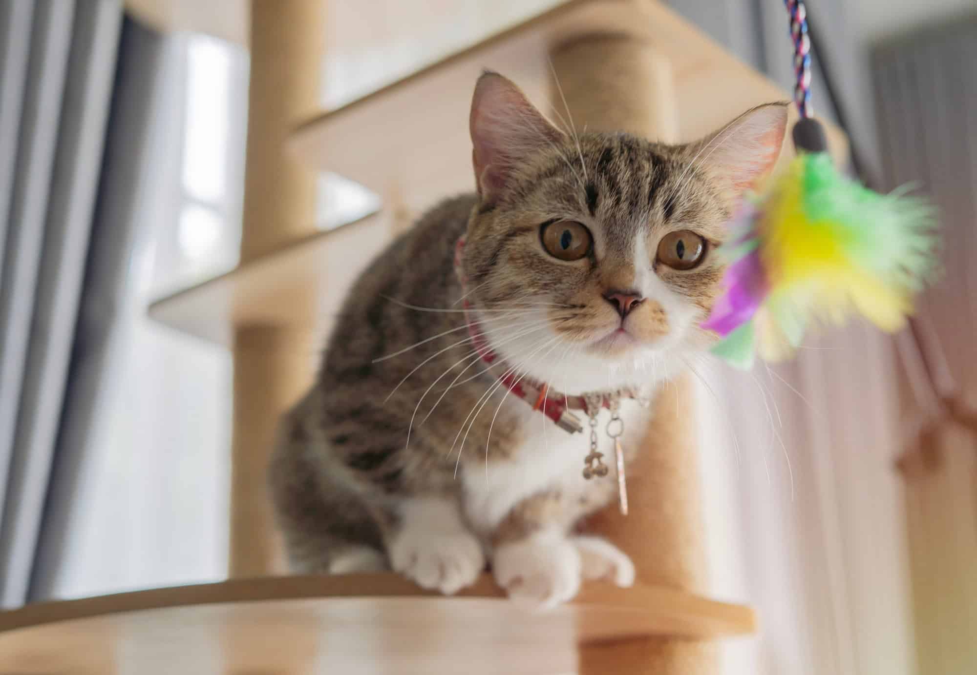 Gatos estão ajudando a desvendar a genética do câncer