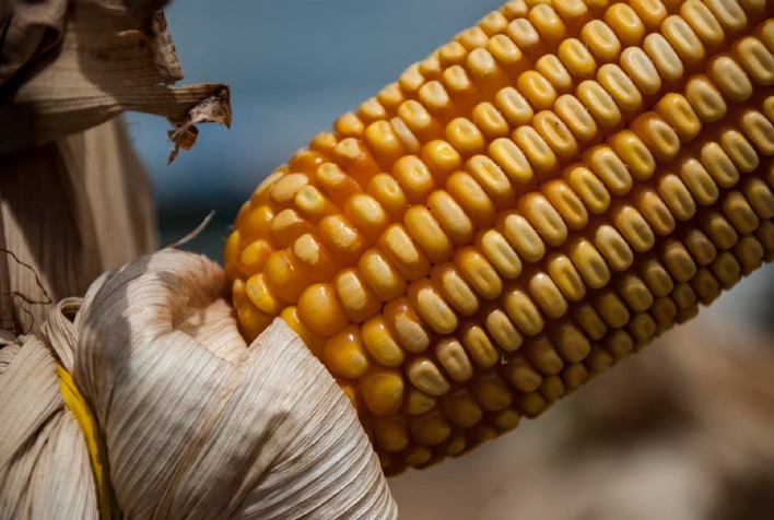Mercado de Milho Segue Travado Durante Carnaval, Mas Preços Mantêm Tendência de Alta
