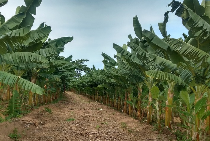 Planejamento é chave para implantação de pomar rentável em Minas Gerais