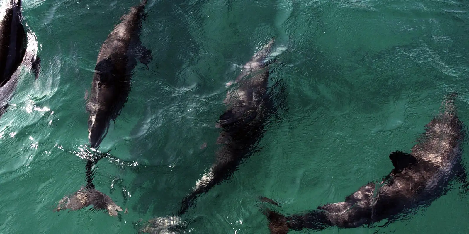 Acordo reforça proteção a golfinhos na Praia de Pipa