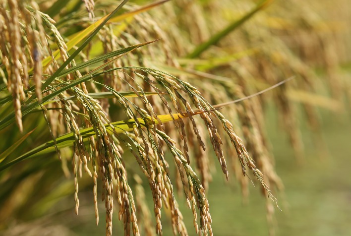 Arroz mantém preços firmes com retração de vendas e exportações ativas