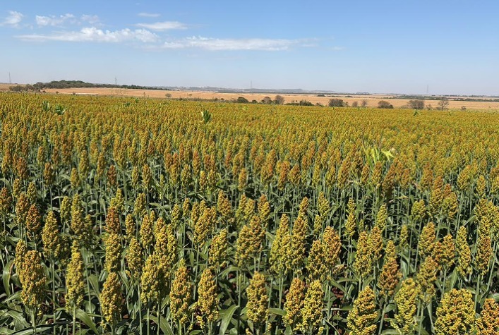 Culturas alternativas avançam e fortalecem a sustentabilidade na agricultura brasileira