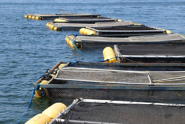 Densidade de estocagem inadequada compromete produtividade e aumenta riscos sanitários na aquicultura