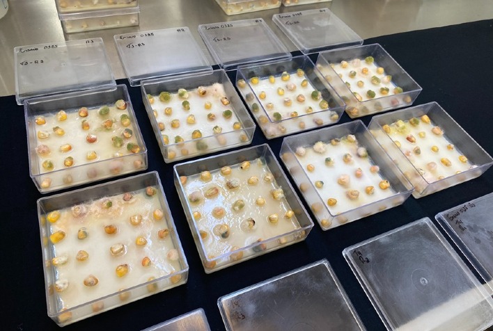 Embrapa lança tecnologia com ozônio para eliminar micotoxinas e ampliar segurança alimentar no agronegócio