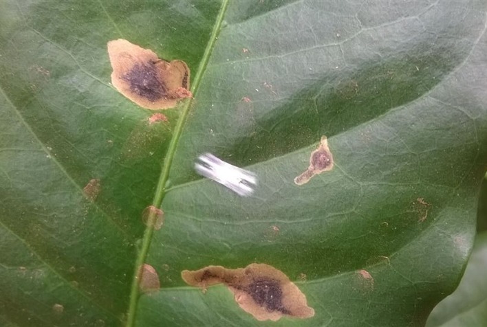 Manejo preventivo do bicho-mineiro garante produtividade e qualidade nos cafezais brasileiros