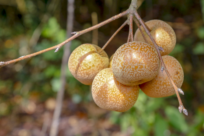 Paraná projeta retomada da produção de pera; exportações de suínos batem recorde