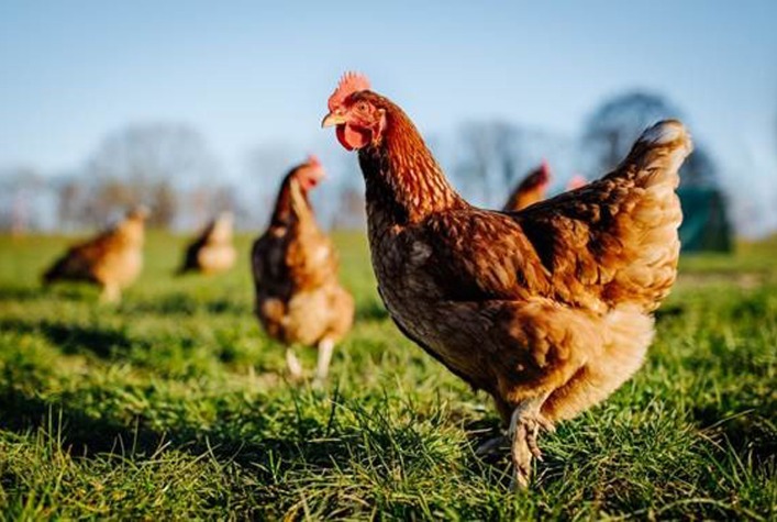 Preços do frango recuam no atacado diante de excesso de oferta no mercado brasileiro
