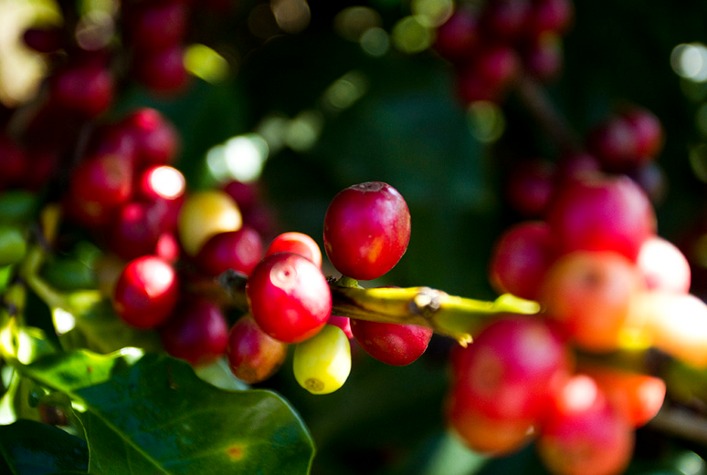 Produção de Café em Mato Grosso Cresce e Atinge Recorde em 2025