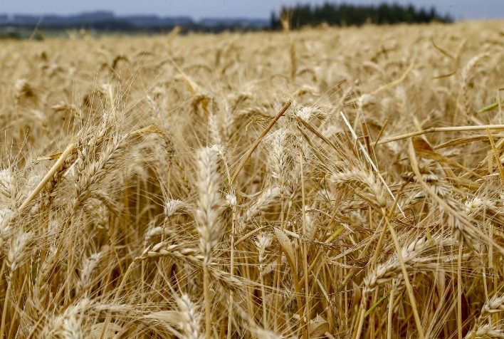 Safra de trigo do Paraná deve cair 12% em 2026 e área atinge menor nível em 26 anos