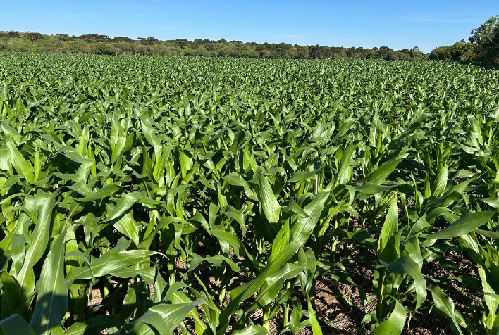Sipcam Nichino anuncia seis novos agroquímicos para 2026 e reforça estratégia no agronegócio brasileiro