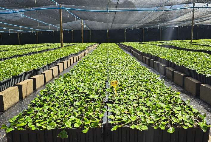 Tecnologia capixaba impulsiona a produção de mudas de café e fortalece a cafeicultura nacional