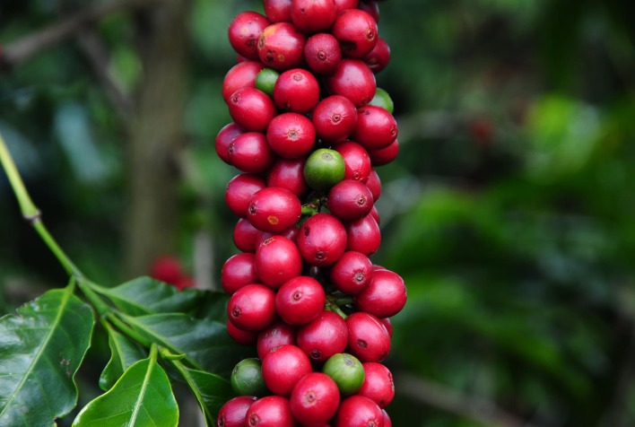 Tensões geopolíticas sustentam preços do café, enquanto expectativa de safra brasileira limita altas