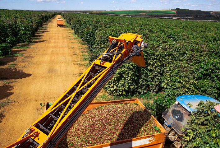 Brasil pode colher safra recorde de café em 2026/27, aponta Safras & Mercado