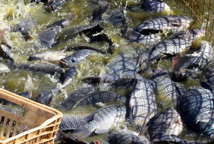 CNA pede suspensão da importação de pescado do Vietnã e reforça restrição ao Equador por riscos sanitários