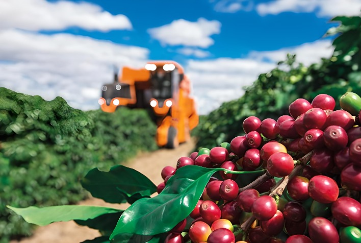 Café recua nas bolsas internacionais com avanço da safra brasileira e aumento da oferta global