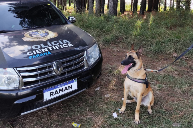 “Cão perito” do Paraná é um dos únicos especialistas em detecção de vestígios de sangue no Brasil