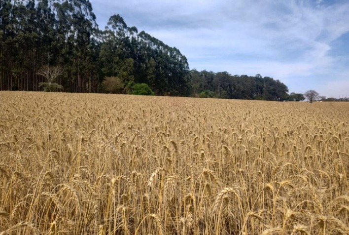 Cooperativa de Capão Bonito deve adotar tecnologia da APTA para cultivo sustentável de trigo em 2026