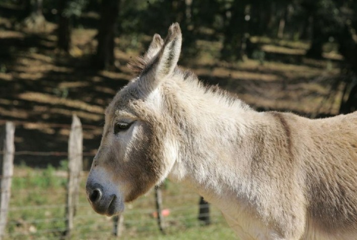 Estimativas sobre jumentos no Brasil são contestadas e levantam alerta sobre risco de extinção