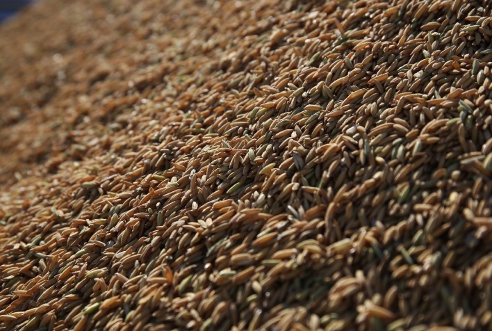 Exportações de arroz do Brasil crescem 144% no 1º trimestre de 2026 e retomam ritmo após recuperação de estoques
