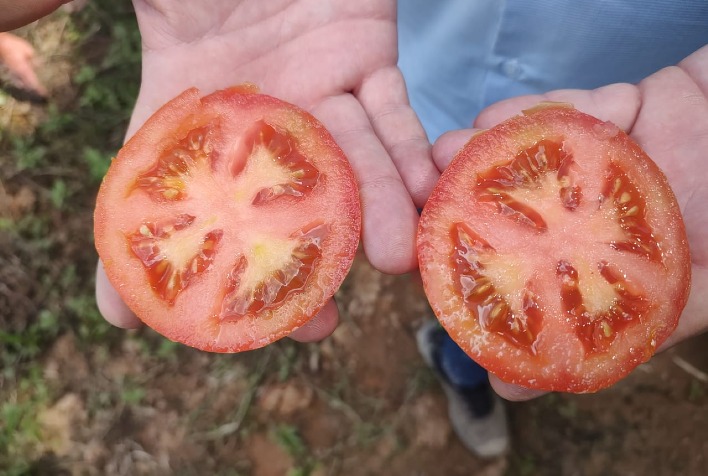 Período chuvoso exige híbridos mais tolerantes e desafia a produção de tomate no Brasil