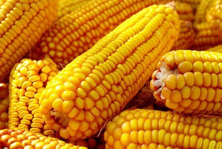 Preços do milho recuam no Brasil com avanço da colheita e maior oferta no mercado