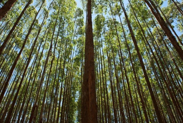 Suzano avança na preservação ambiental e conecta mais de 200 mil hectares de vegetação nativa no Brasil