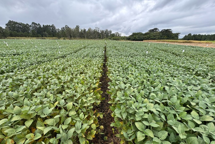 UPL Brasil lança Unizeb Flow e fortalece liderança em fungicidas multissítios